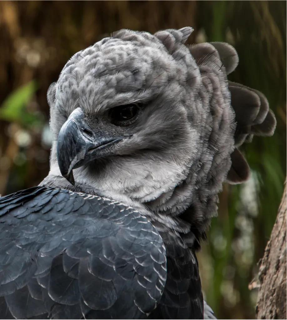 Harpy eagle