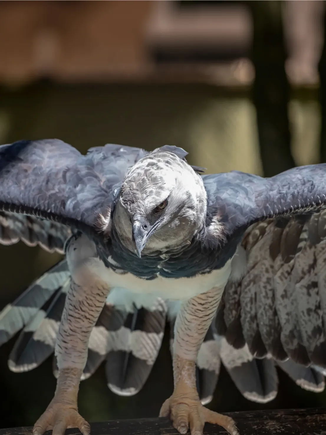Harpy eagle